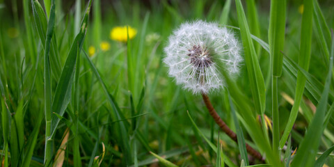 closeup of a dandelion blossom from a frog's perspective symbolizing change and perishability