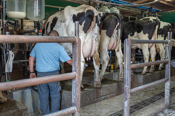 Dairy cows in the barn being milked, global warming concept