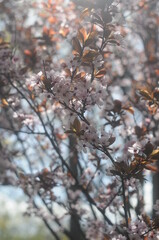 Sakura blossoms close up. Macro-photo of sakura blossom.