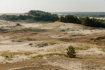 Panoramic view of the golden sand dunes of the Curonian Spit. The coastline of the Baltic Sea, forest belt, shrubs and grass on sand dunes.