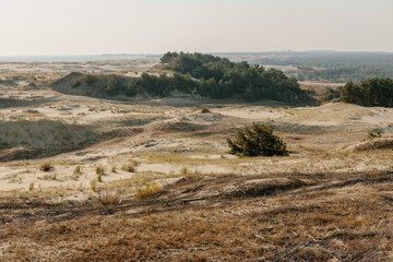 Panoramic view of the golden sand dunes of the Curonian Spit. The coastline of the Baltic Sea, forest belt, shrubs and grass on sand dunes.