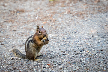 Squirrel Eating A Hazelnut