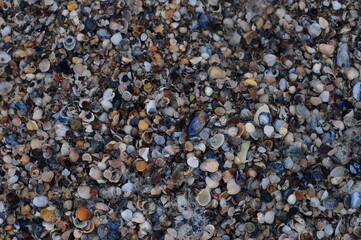 Background of seashells, many amazing seashells. Sea beach background. Texture of marine bivalve mollusks of the Grebintsev family (Pectinidae). Bivalve mollusks