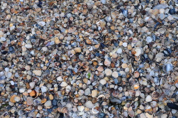Background of seashells, many amazing seashells. Sea beach background. Texture of marine bivalve mollusks of the Grebintsev family (Pectinidae). Bivalve mollusks