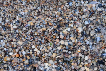Background of seashells, many amazing seashells. Sea beach background. Texture of marine bivalve mollusks of the Grebintsev family (Pectinidae). Bivalve mollusks