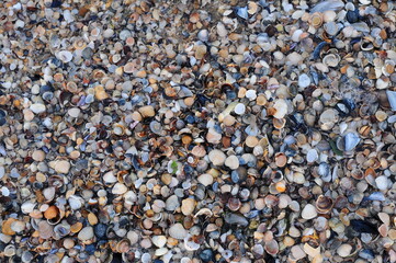 Background of seashells, many amazing seashells. Sea beach background. Texture of marine bivalve mollusks of the Grebintsev family (Pectinidae). Bivalve mollusks