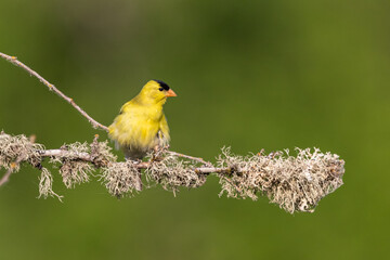 American Godfinch
