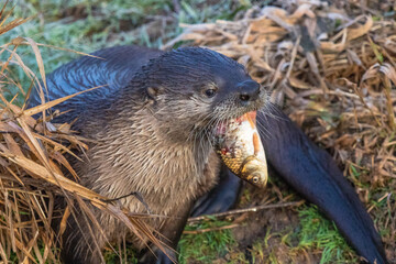 Hungry River Otter