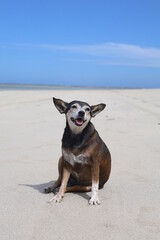 dog on the beach