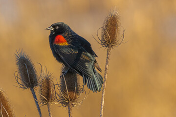 Red-winged Blackbird