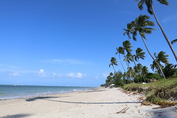 beach with coconut trees