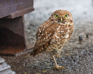 Urban Owl