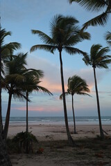 Fototapeta na wymiar Cotton candy sky and coconut trees