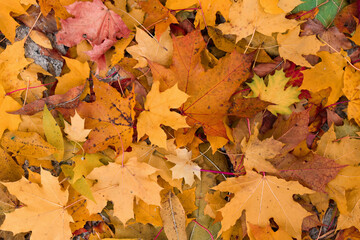 autumn leaves background