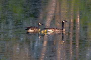 Canada Goose Family