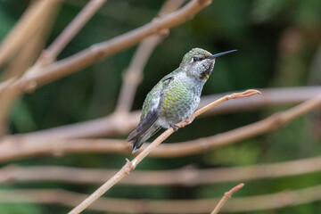 Fototapeta premium Anna's Hummingbird