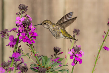 hummingbird and flower