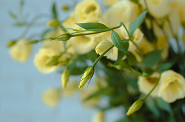 Yellow flowers on a blue background. Buds.