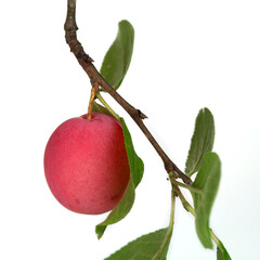 pink plum on branch, isolated on white background