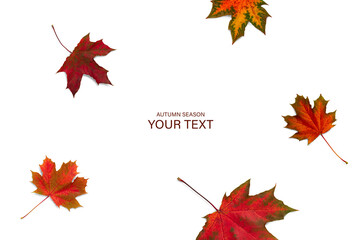 autumn leaves on white background.