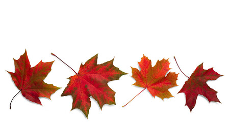autumn leaves on white background. with shadows, clipping path  for isolation without shadows on white