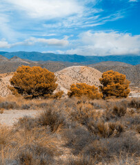 Nature in desert