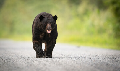 Black Bear in North Carolina 