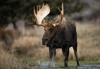 Moose in Grand Teton National Park, Wyoming