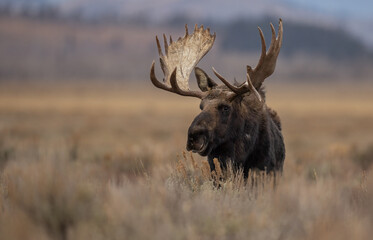 Naklejka na ściany i meble Moose in Grand Teton National Park, Wyoming