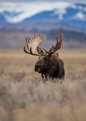 Moose in Grand Teton National Park, Wyoming