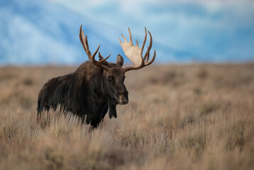 Moose in Grand Teton National Park, Wyoming