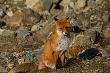 Fox on a road in Romania