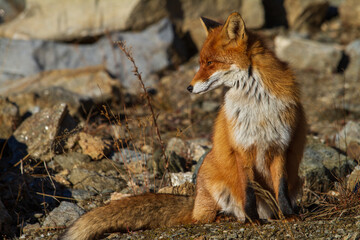 Fox