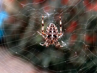 Common garden spider on web