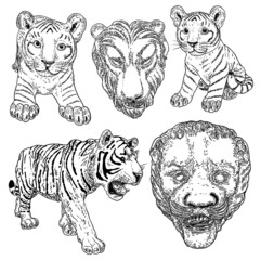 Set of live tigers cubs roaring and growling. Drawing of live and made of stone body and muzzles. Animals of Asia, Chinese lunar New Year symbol and zodiac. Vector.