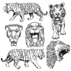 Set of grown up big tigers, collection of wildlife and exotic predators fauna, big cats.  Vector.