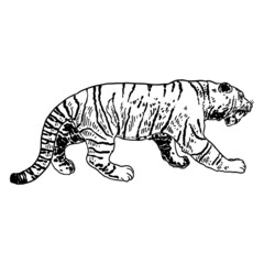 Tiger roaring drawing on white background. Illustration of angry growling tiger. Angry big cat. Vector.