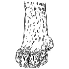 Fluffy big cat paw or leg. Cute feline clutches of wild animal, tiger, leopard, jaguar or puma. Vector.