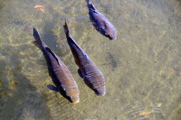 渉成園　印月池の鯉　京都市下京区