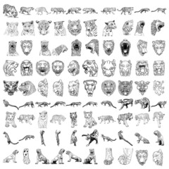 Set of tigers leopards and jaguars cub animals in various poses. Big cats heads and muzzles portraits. Live and made of stone statues and sculptures for decorations. Zodiac and lunar symbols. Vector.