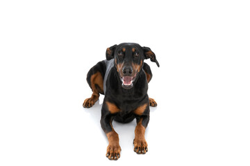 adorable dobermann doggy laying down and panting