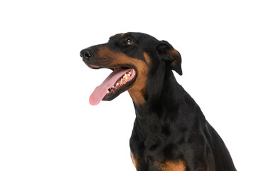 happy dobermann dog looking up and side and panting