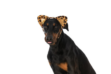 Fototapeta na wymiar portrait of cute dobermann dog with tongue exposed wearing headband