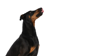 hungry dobermann dog in a side view position looking up and licking nose
