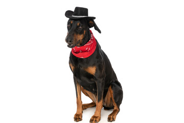 cute dobermann dog with hat and bandana sitting in studio