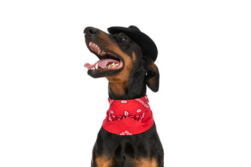 happy dobermann dog with hat and red bandana panting and looking up