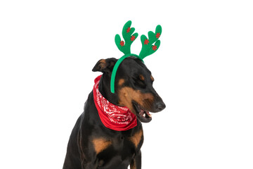 adorable dobermann dog with bandana and reindeer ears looking to side