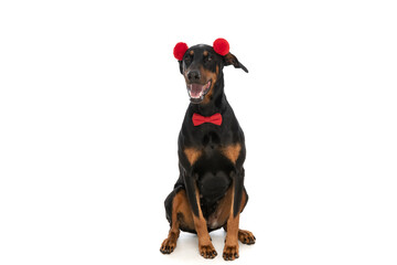 excited dobermann dog with tassels headband and bowtie panting