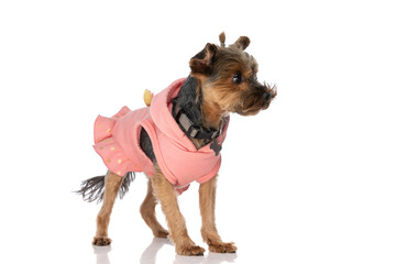 yorkshire terrier dog looking away and wearing a pink hoodie