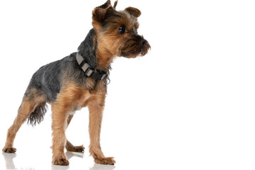 beautiful yorkshire terrier dog looking away and wearing a leash - obrazy, fototapety, plakaty